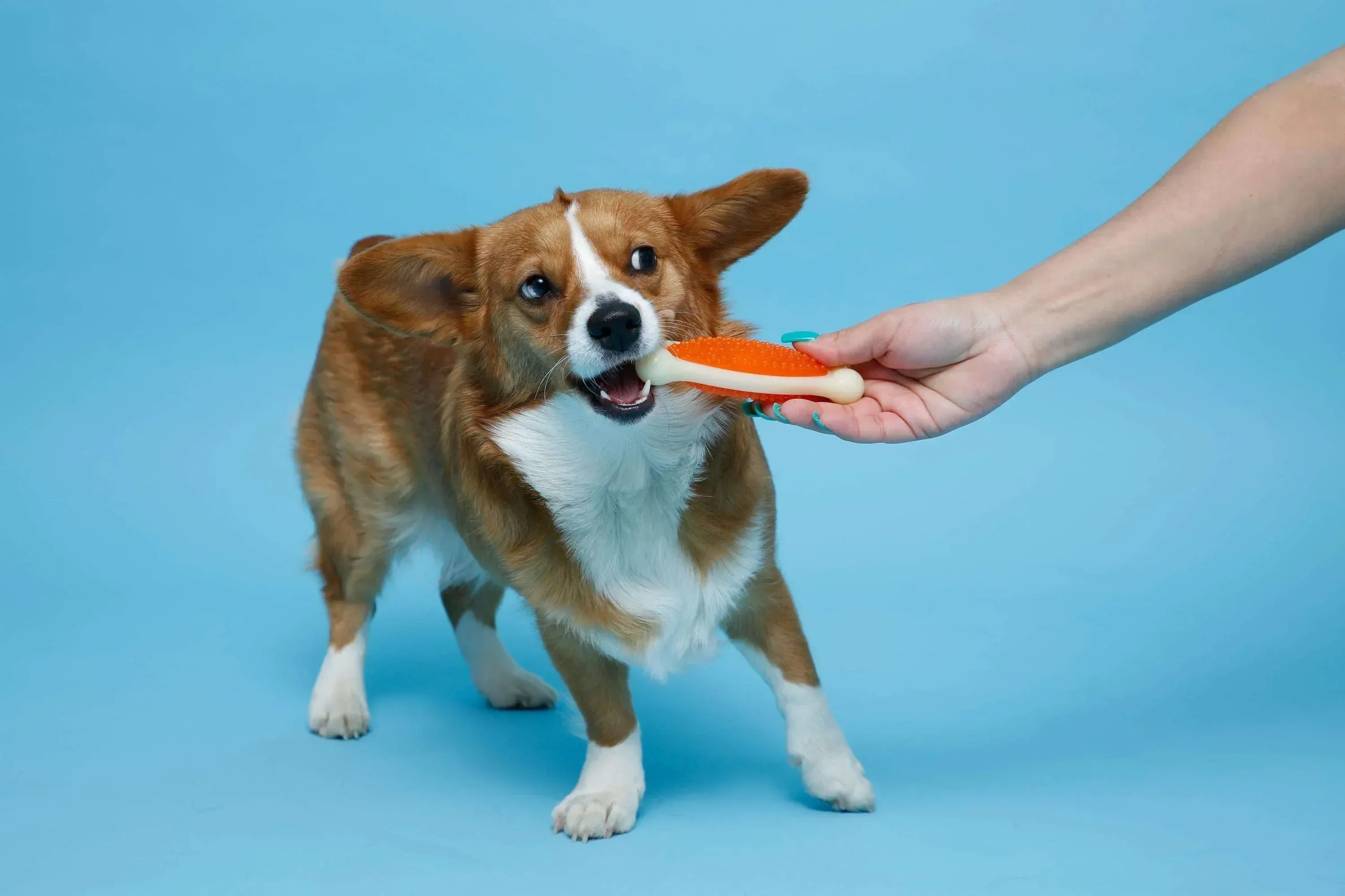 Hartz Chew n Clean Tuff Bone Dog Toy, Small, Color May Vary - Image 2