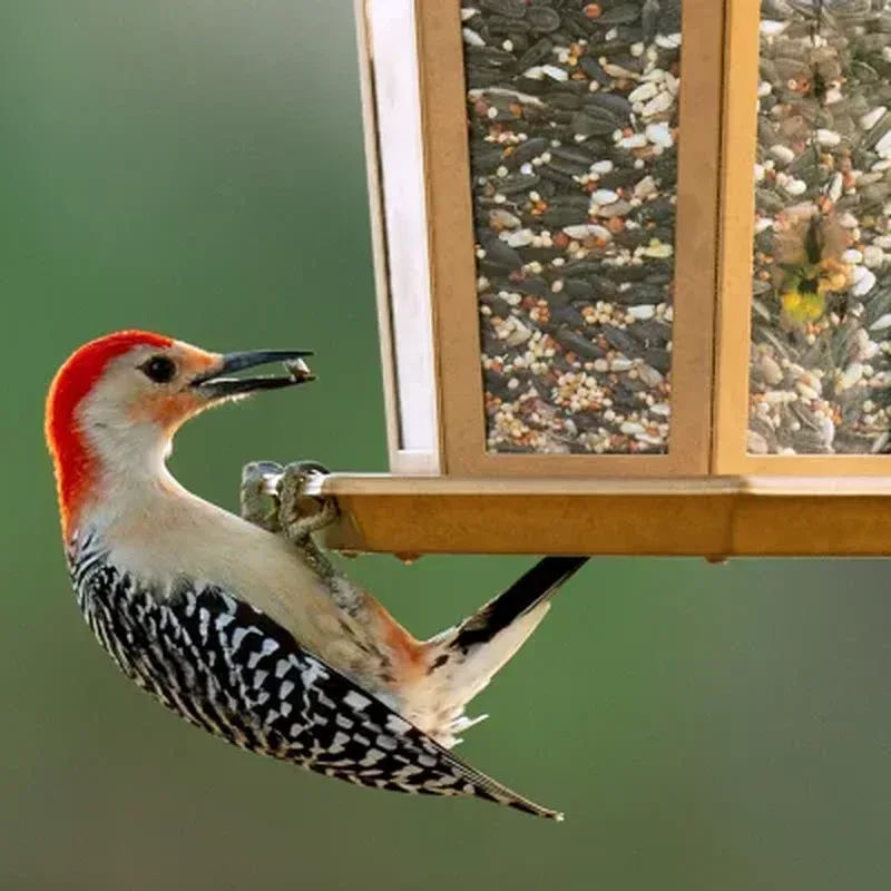 Harvest Seed & Supply Birder'S Medley Wild Bird Food, Premium Mix of Bird Seed, (20 Lbs.) - Image 10