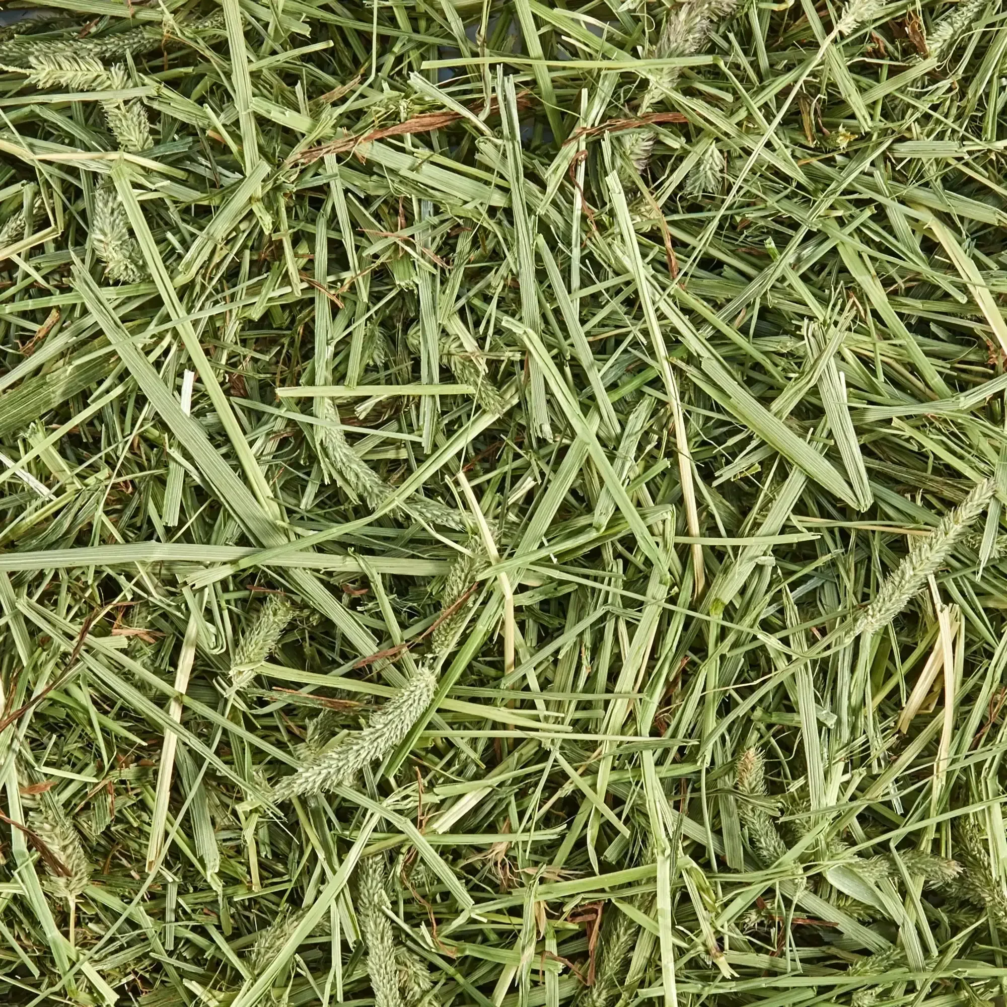 Kaytee Forti-Diet All Natural Timothy Hay , 96 ounce - Image 2