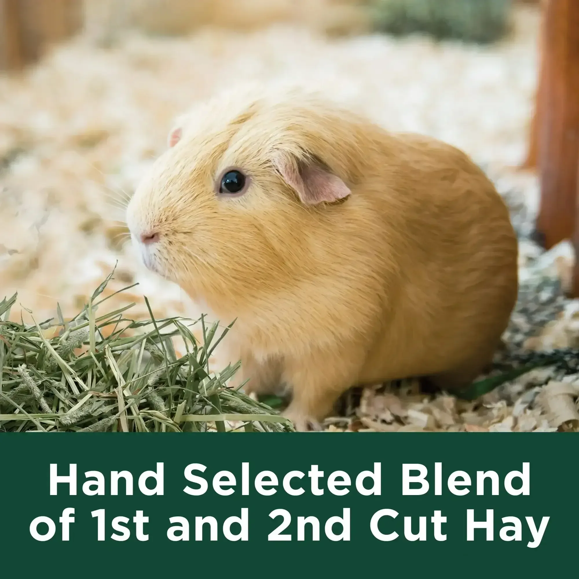 Kaytee Forti-Diet All Natural Timothy Hay , 96 ounce - Image 6