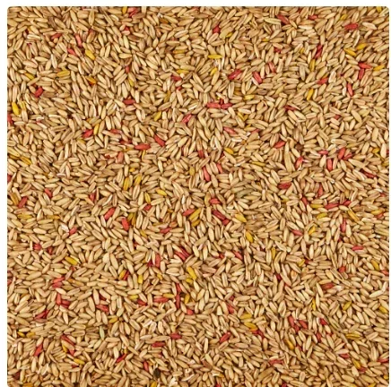 Kaytee Oat Groats Treat Jar- All Pet Birds 11 oz - Image 3