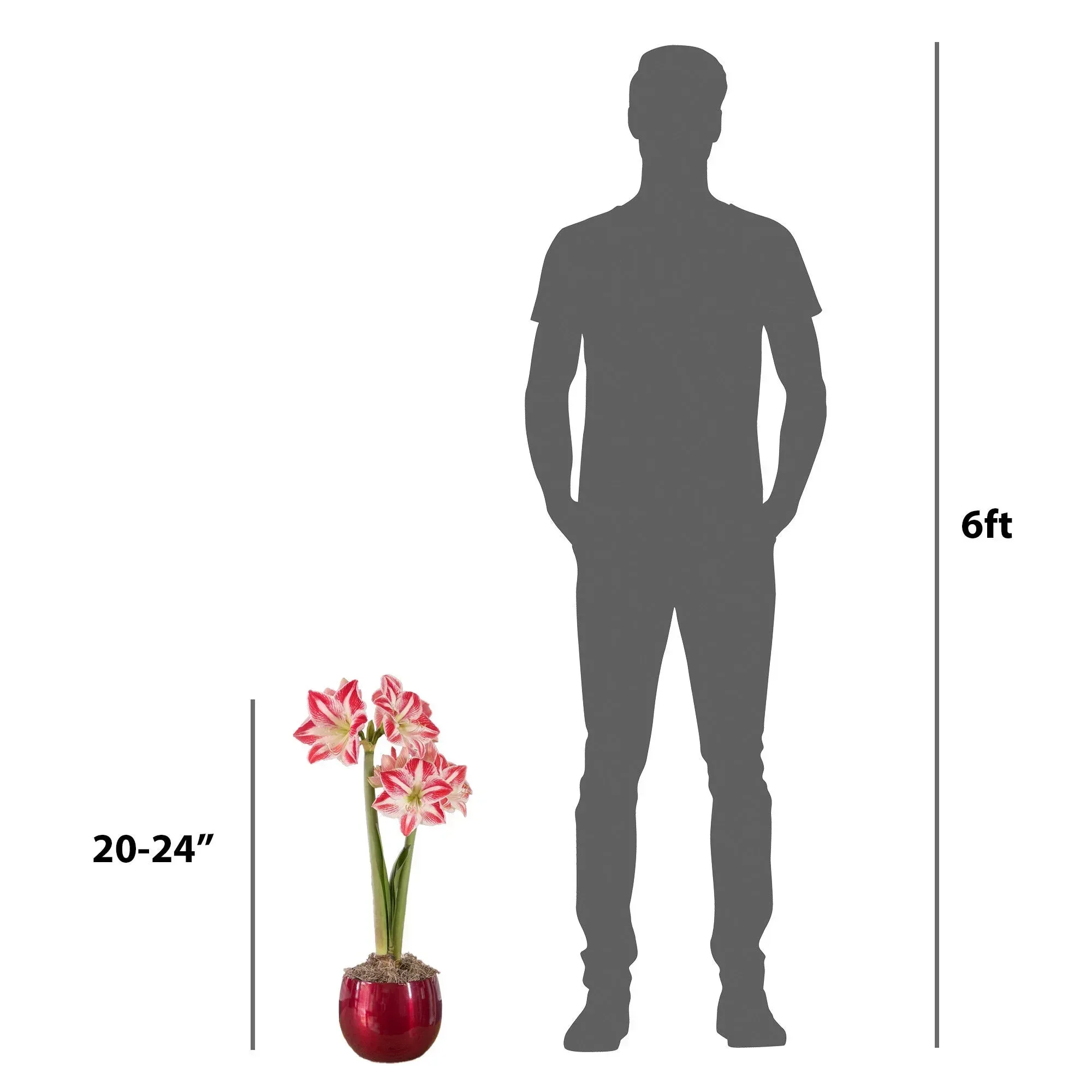 Longfield Gardens Amaryllis Bulb with Container - Image 2