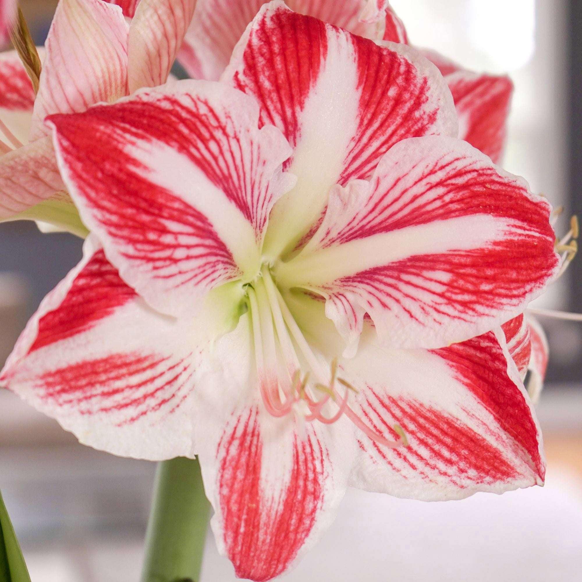 Longfield Gardens Amaryllis Bulb with Container - Image 3