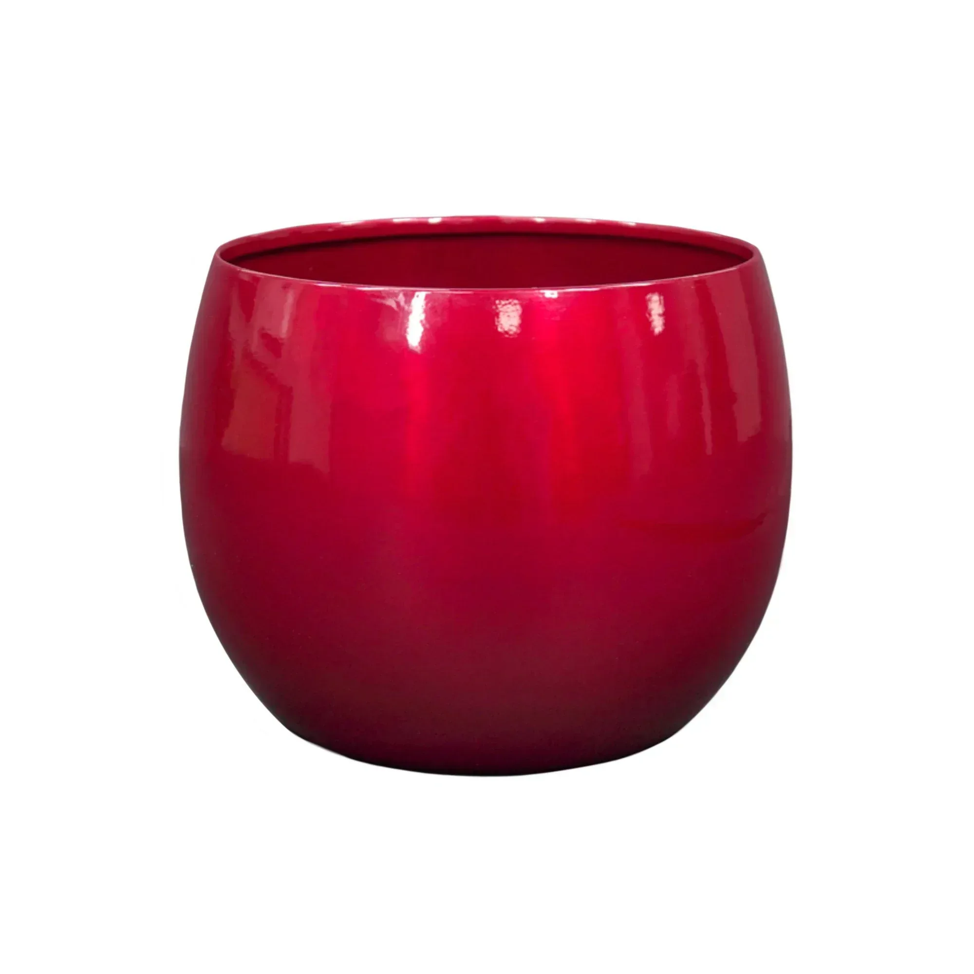 Longfield Gardens Amaryllis Bulb with Container - Image 5