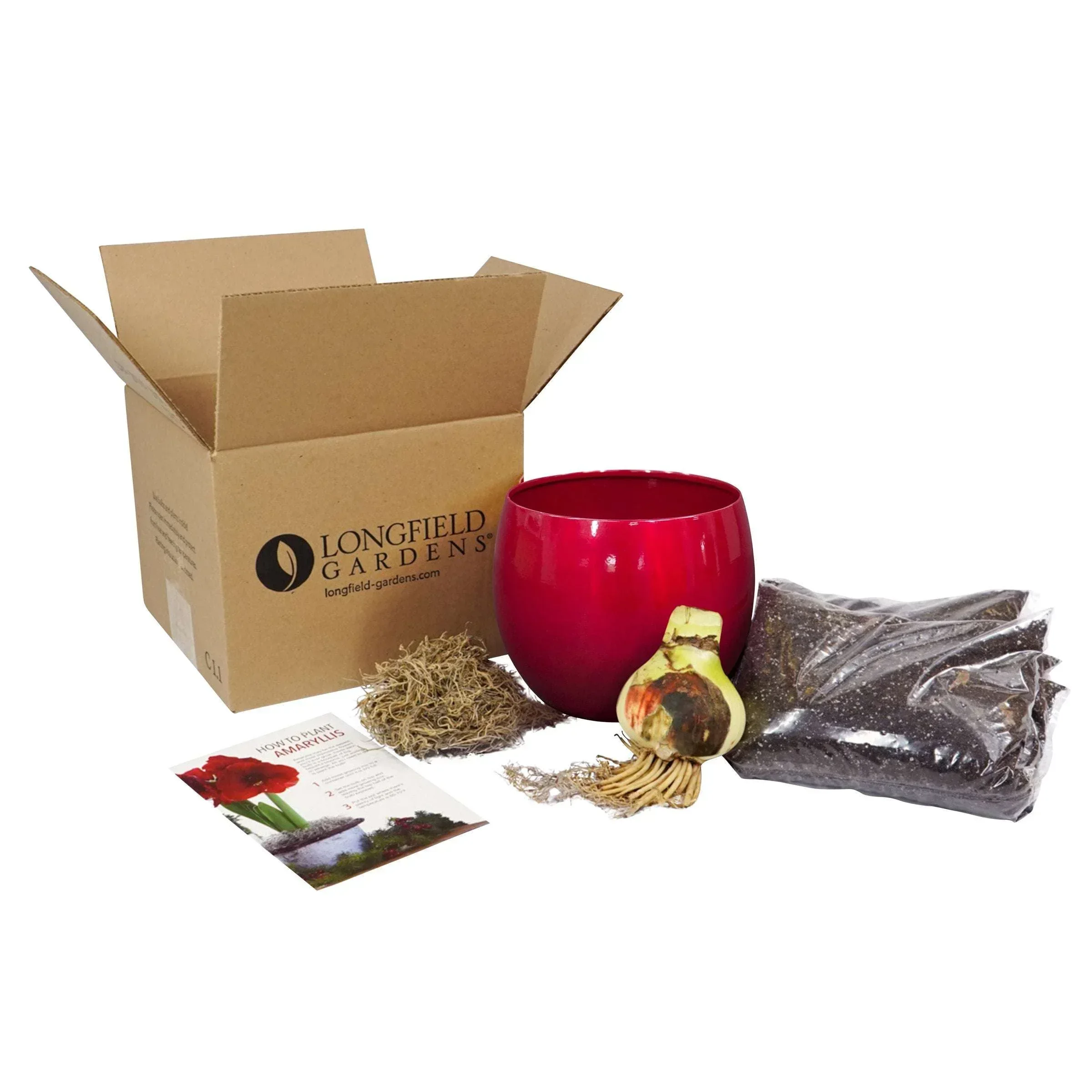 Longfield Gardens Amaryllis Bulb with Container - Image 6