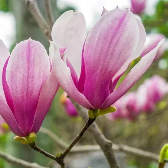Magnolia Tree 3 Gallon, 2-pack - Image 11