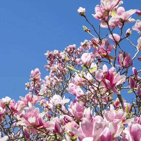 Magnolia Tree 3 Gallon, 2-pack - Image 12