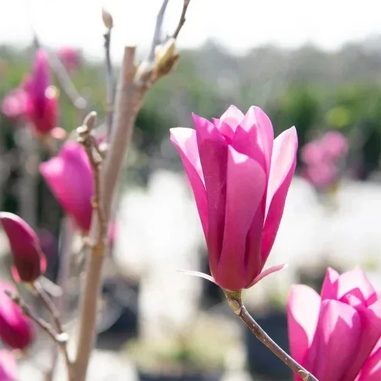 Magnolia Tree 3 Gallon, 2-pack - Image 13