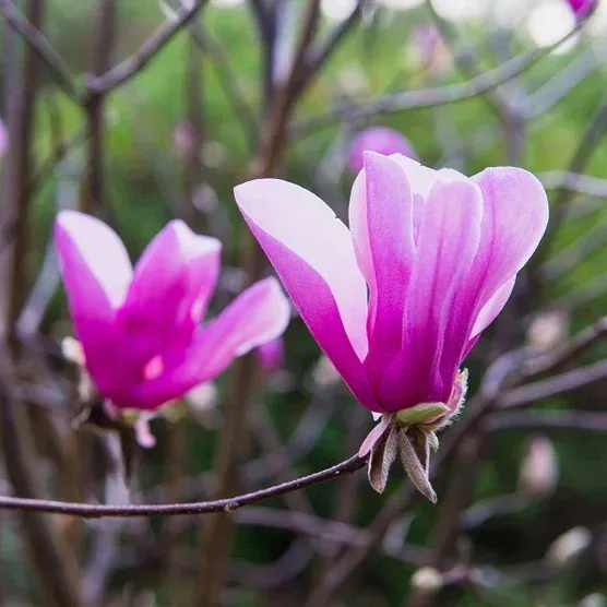 Magnolia Tree 3 Gallon, 2-pack - Image 3