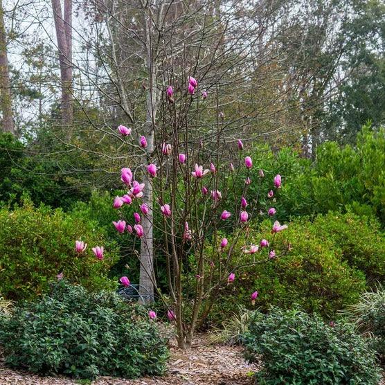 Magnolia Tree 3 Gallon, 2-pack - Image 4