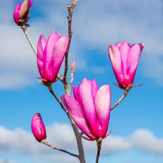 Magnolia Tree 3 Gallon, 2-pack - Image 5