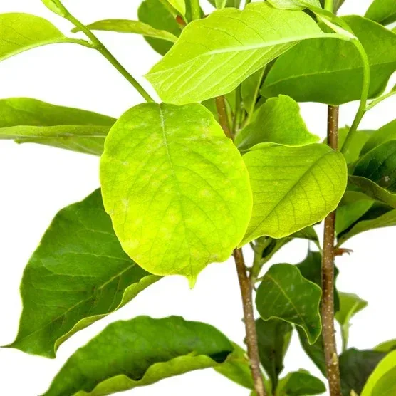 Magnolia Tree 3 Gallon, 2-pack - Image 6