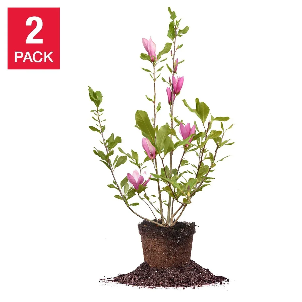 Magnolia Tree 3 Gallon, 2-pack - Image 8
