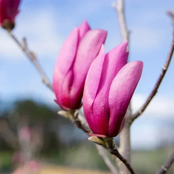 Magnolia Tree 3 Gallon, 2-pack - Image 9