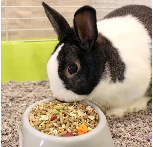 MENU Premium Rabbit Food - Timothy Hay Pellets Blend, Vitamin & Mineral Fortified, 4 lb Bag - Image 3