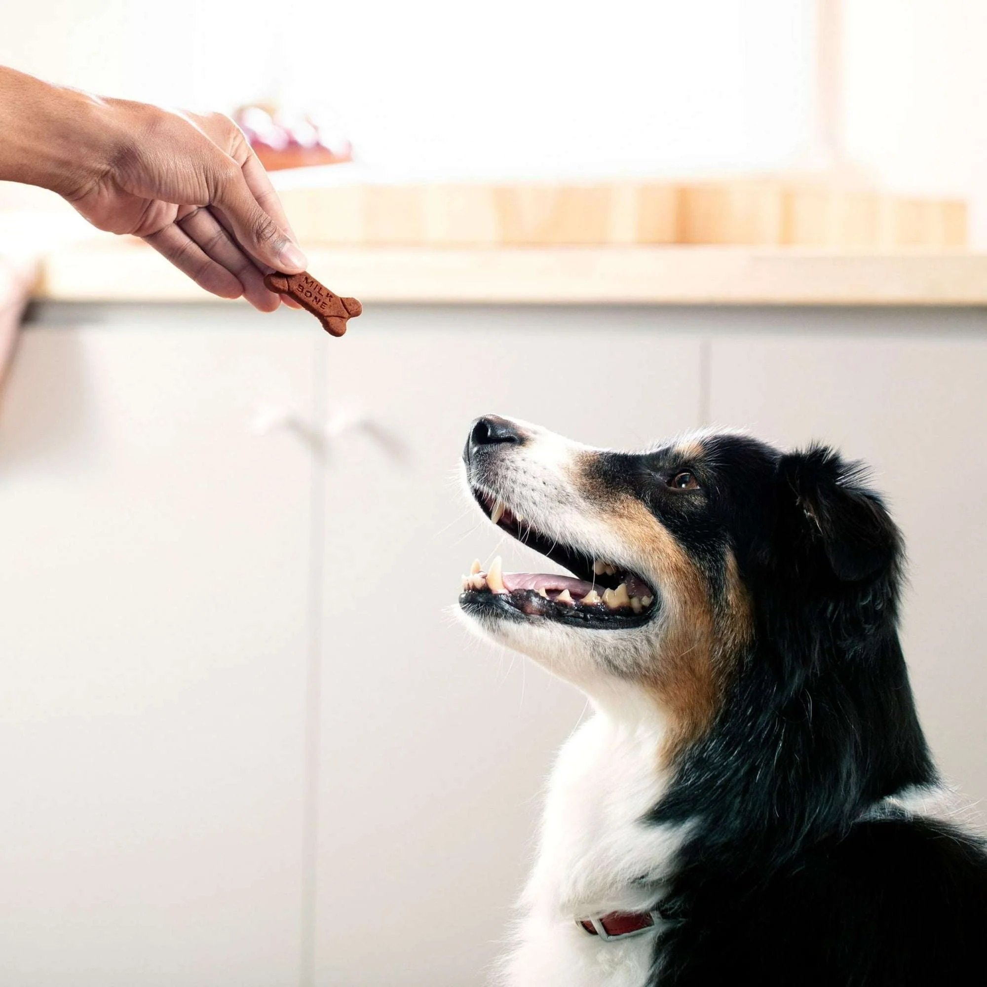 Milk Bone Soft & Chewy Dog Treats Made With Real Bacon, 5.6 oz Bag - Image 3