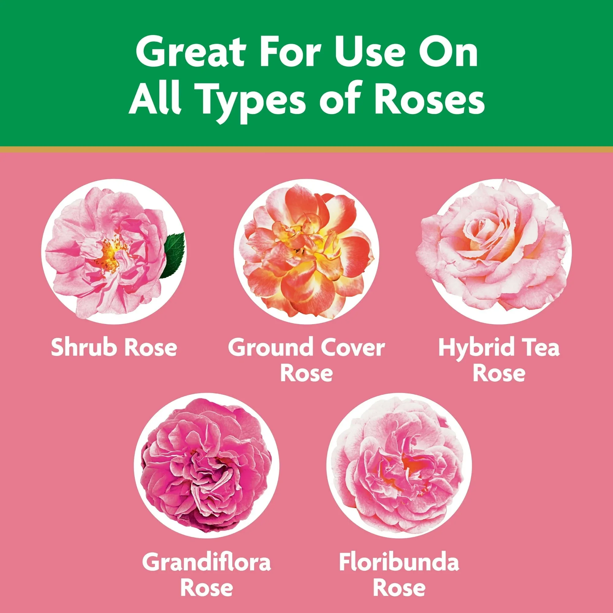 Miracle-Gro Water Soluble Rose Plant Food - Image 4
