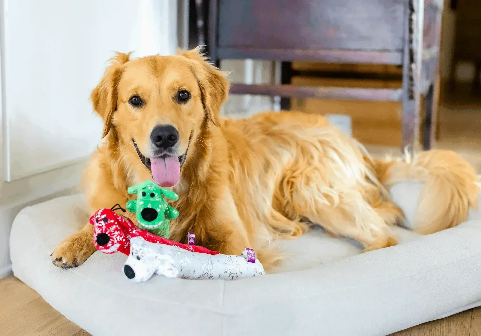 Multipet Plush Holiday Loofa Dog Toy with Sparkly Snowflakes, Stuffing & Squeaker, 3 pack with Red, Green & White, 12" Each - Image 10