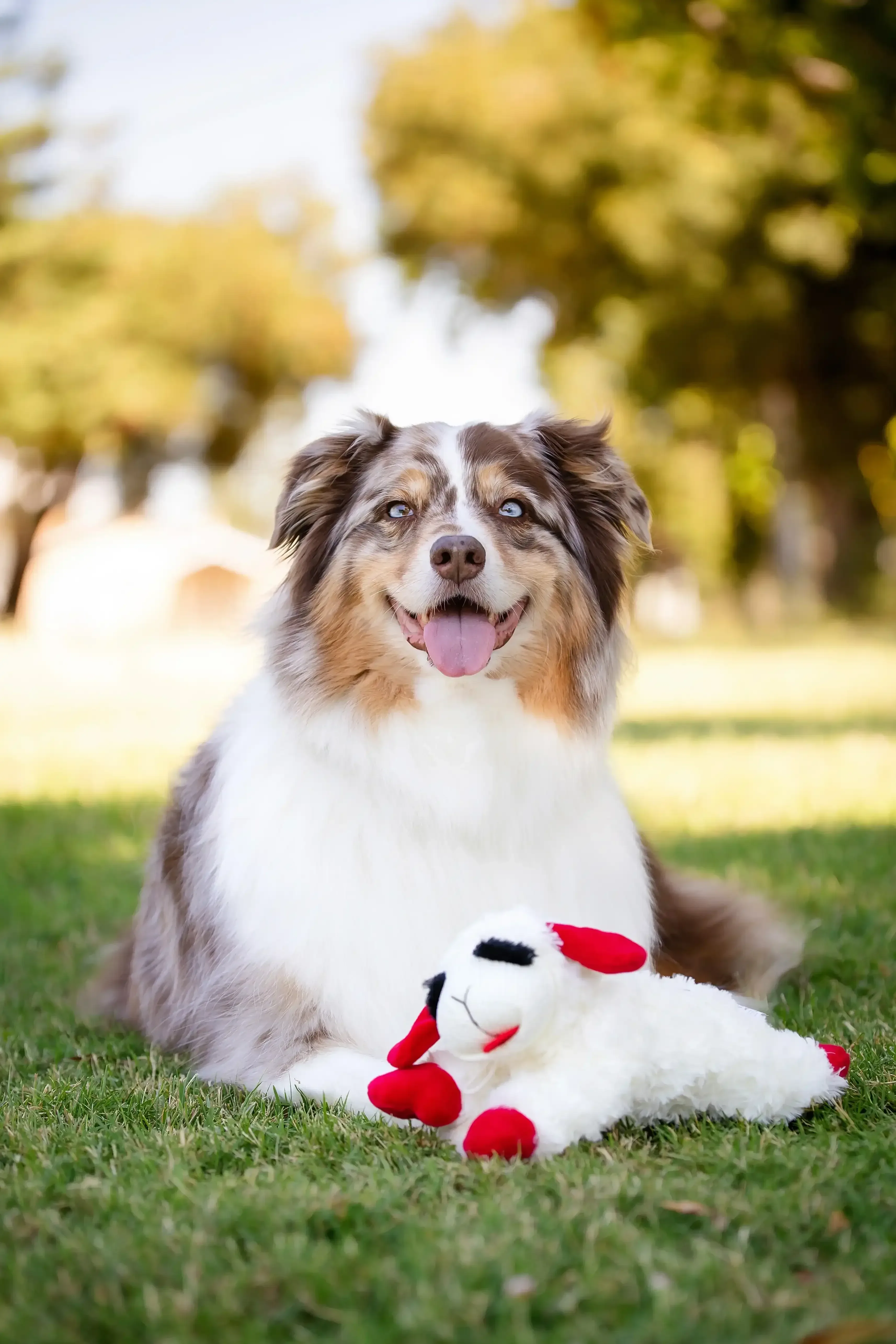 Multipet Plush Lamb Chop Dog Toy with Squeaker, Medium - Image 8