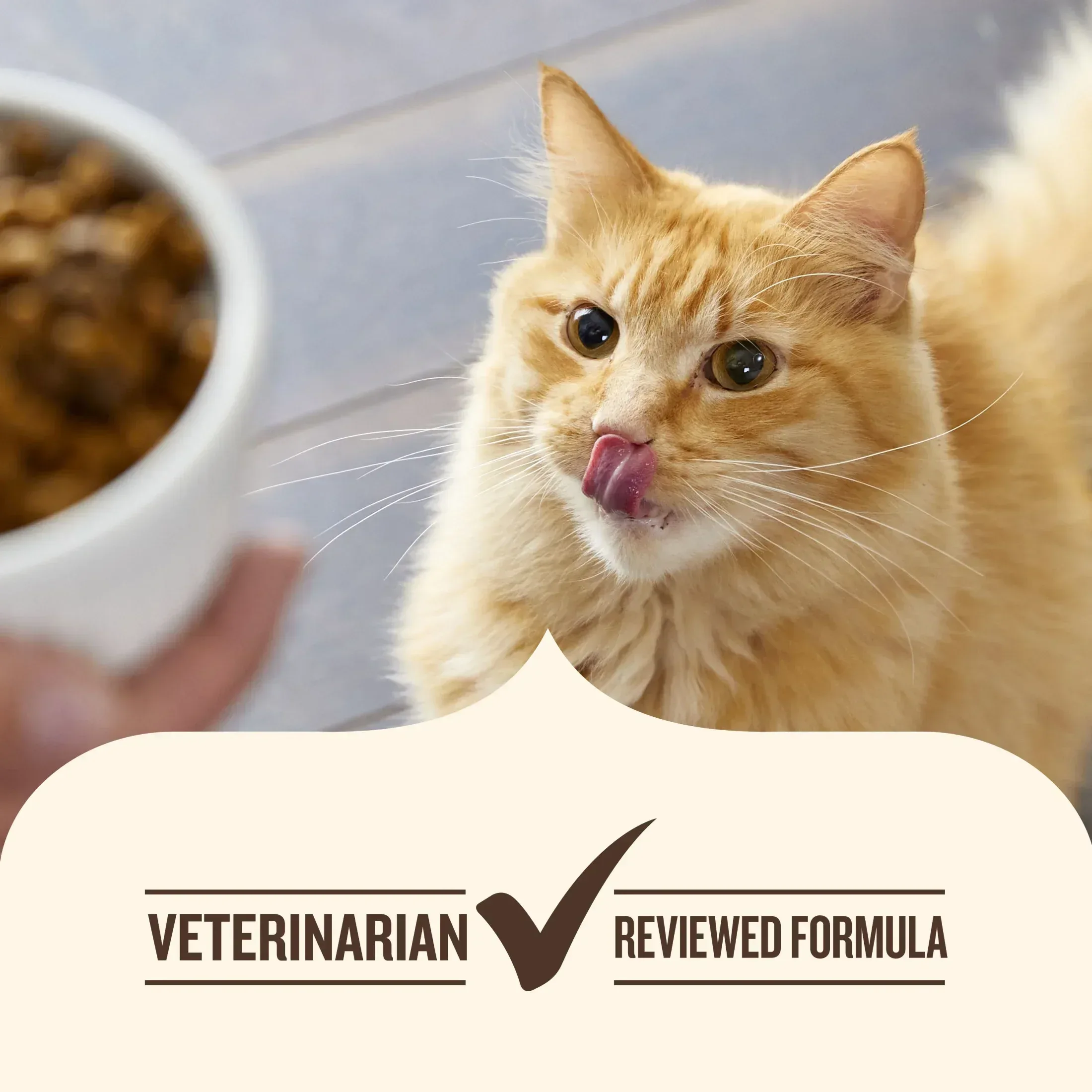Nutrish Everyday Digestion Chicken Brown Rice and Salmon Recipe with Veggies Dry Cat Food, 13lb Bag - Image 8