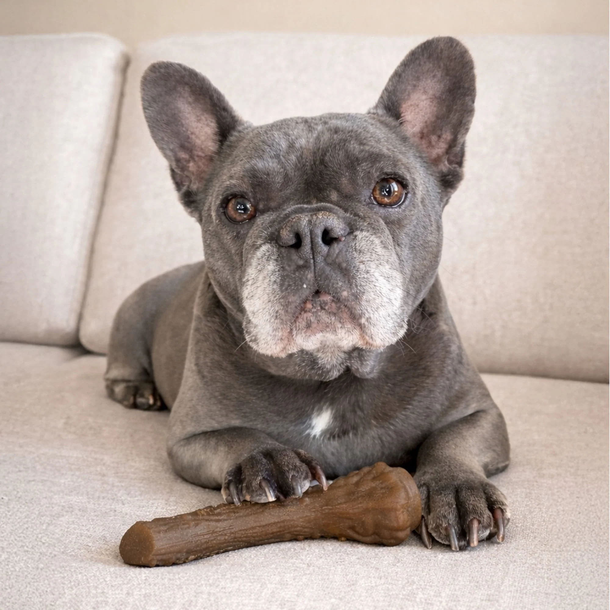 Nylabone Strong Chew Antler Dog Toy, Dog Chew Toy, Made with Real Venison Flavor, Medium, 1 Count - Image 5