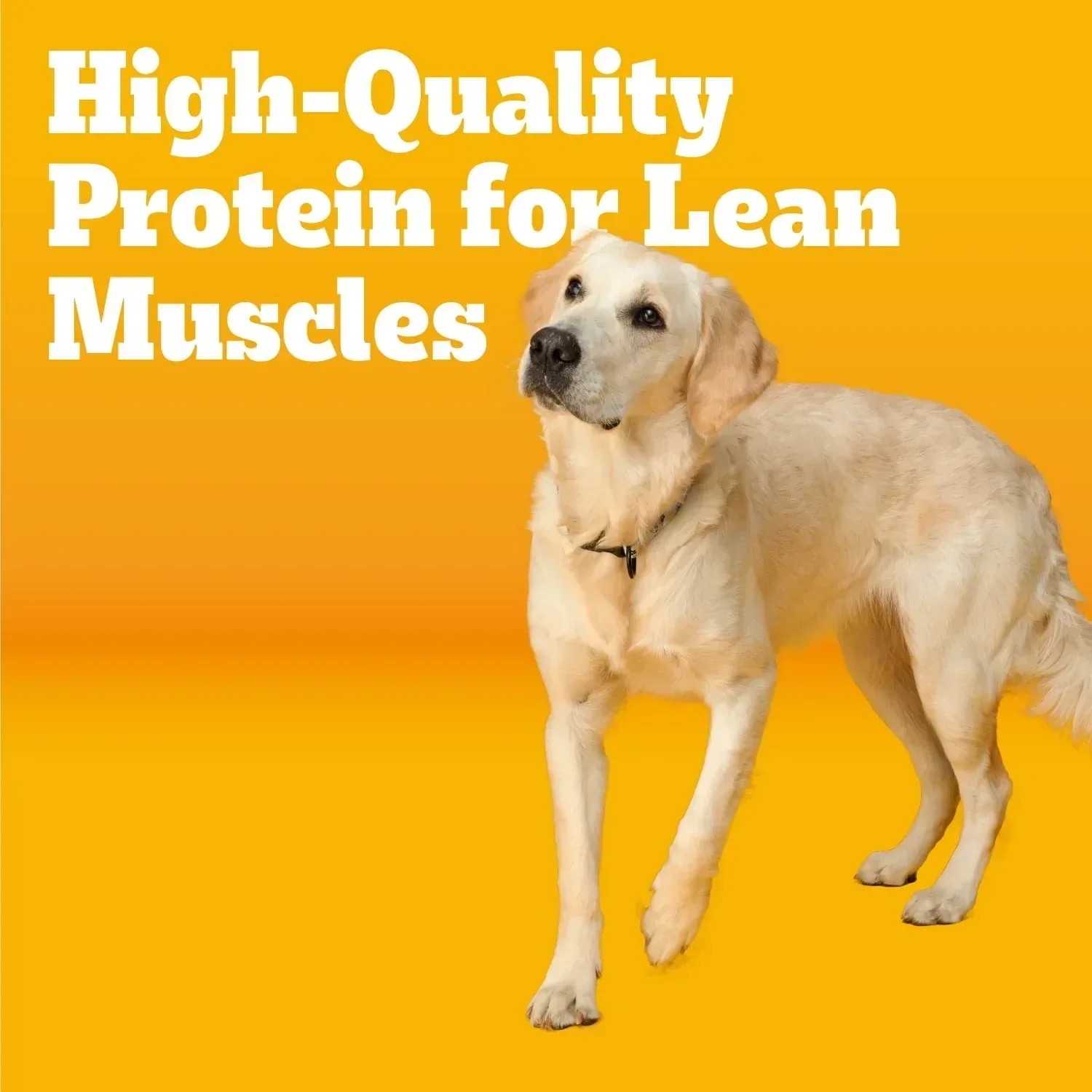Pedigree Adult Dry Dog Food Roasted Chicken & Vegetable Flavor With Bacon Flavored Bites - Image 13