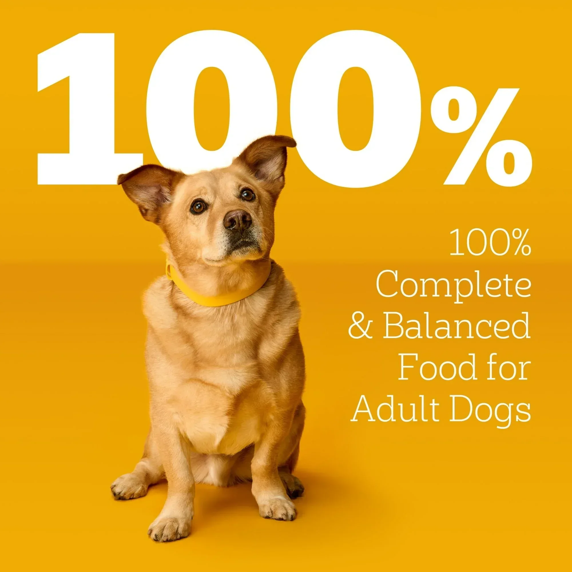Pedigree Choice Cuts In Gravy Adult Soft Wet Dog Food Variety Pack, 3.5 oz Pouches, 18 Count - Image 5
