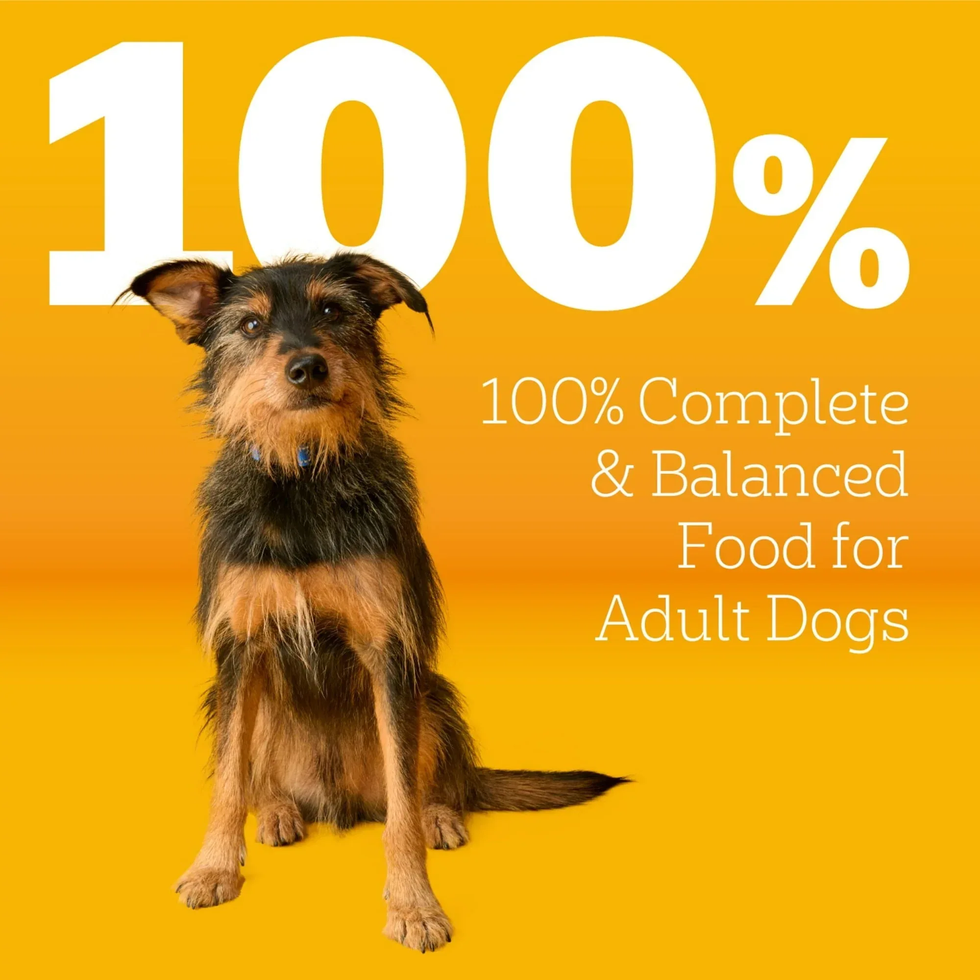 Pedigree Complete Nutrition Adult Dry Dog Food, Roasted Chicken & Vegetable Flavor - Image 5