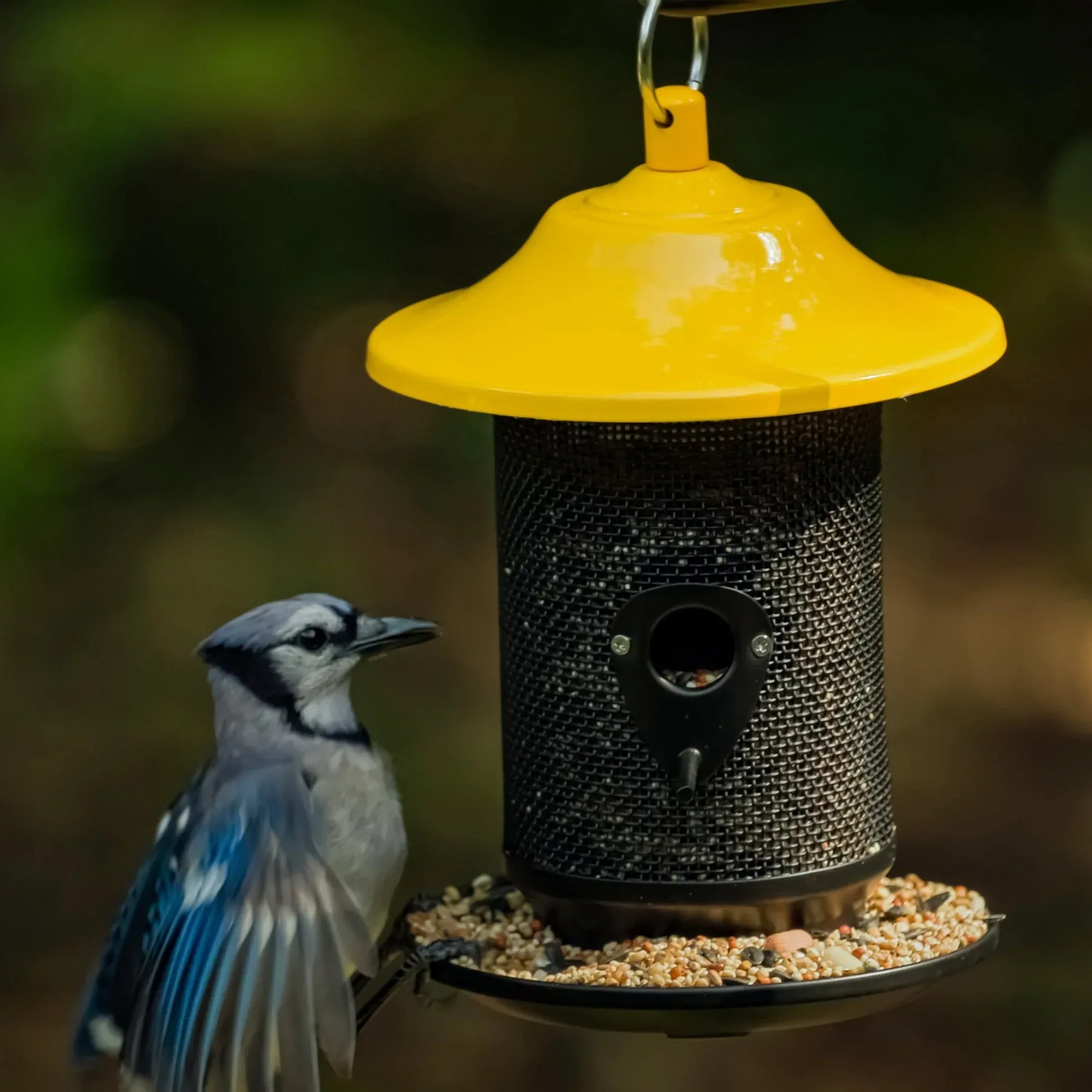 Pennington Feeding Frenzy Wild Bird Seeds, Wild Bird Food Mix - Image 33