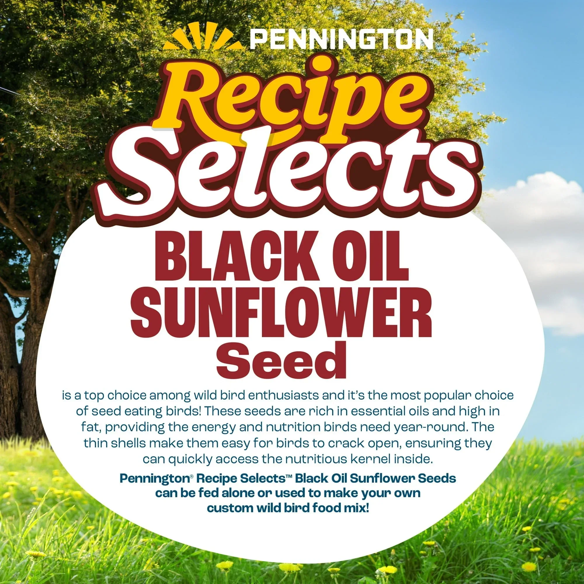 Pennington Recipe Selects Black Oil Sunflower Seed Dry Wild Bird Feed, Bird Food, 1 Pack - Image 27