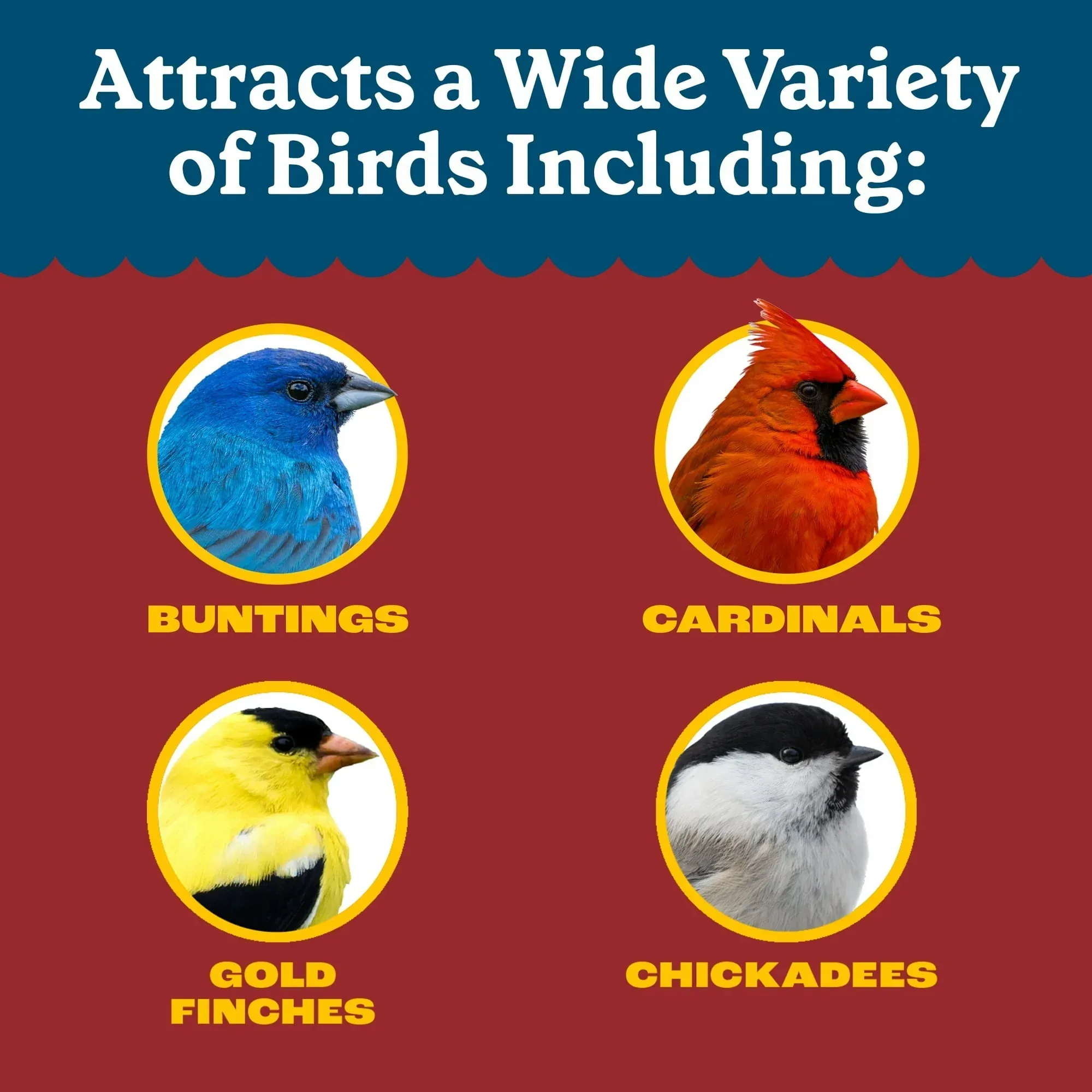 Pennington Recipe Selects Black Oil Sunflower Seed Dry Wild Bird Feed, Bird Food, 1 Pack - Image 29