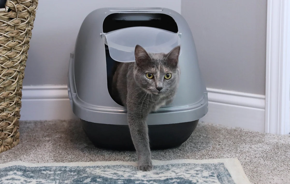 Petmate Basic Hooded Enclosed Cat Litter Pan Covered Plastic Box with Door, Large, Blue Silver - Image 3