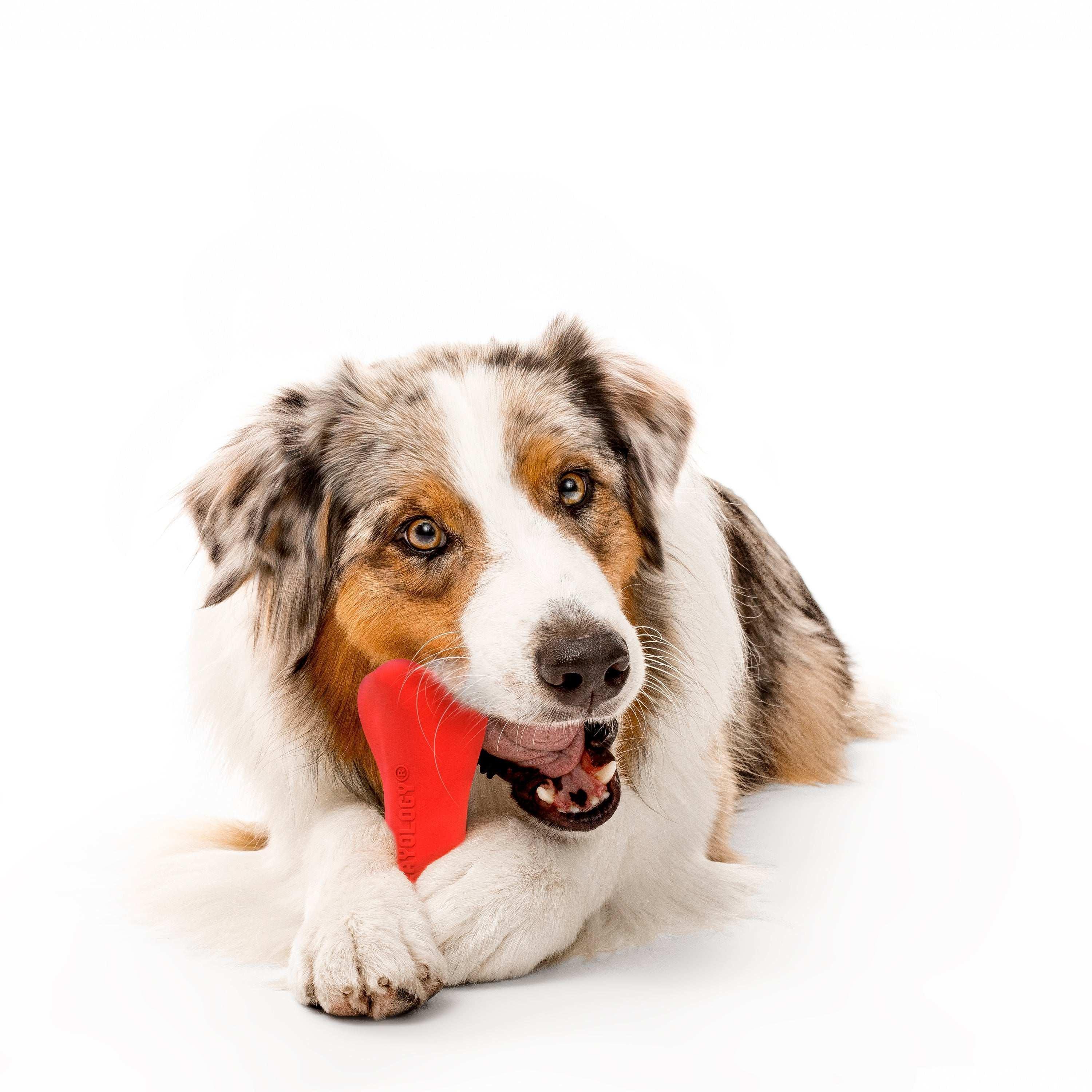 Play by Playology Dog Toys | Interactive Dog Toy Bone | Scented Crunchy Bone, Large - Image 5