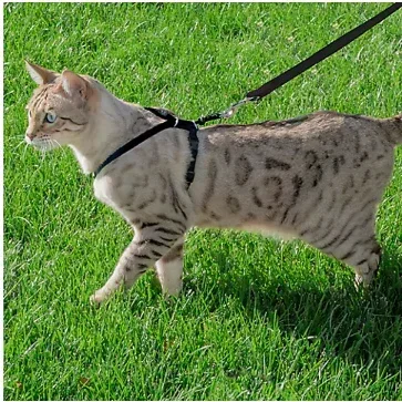 Premier Pet Cat Harness & Leash - Medium
