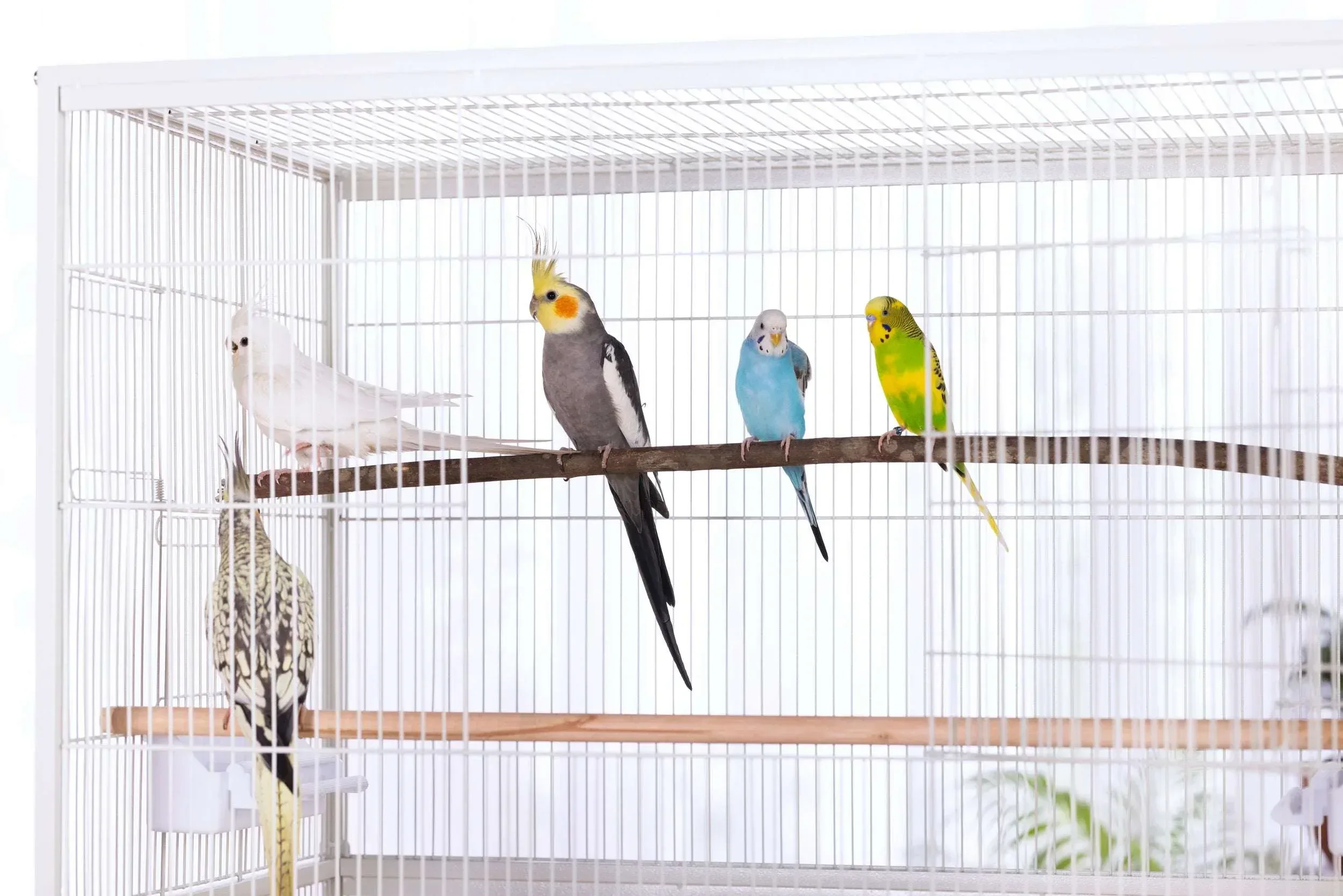 Prevue Pet Products Twisting Sticks Bird Toy with All Natural Coconut Fibers - Image 6