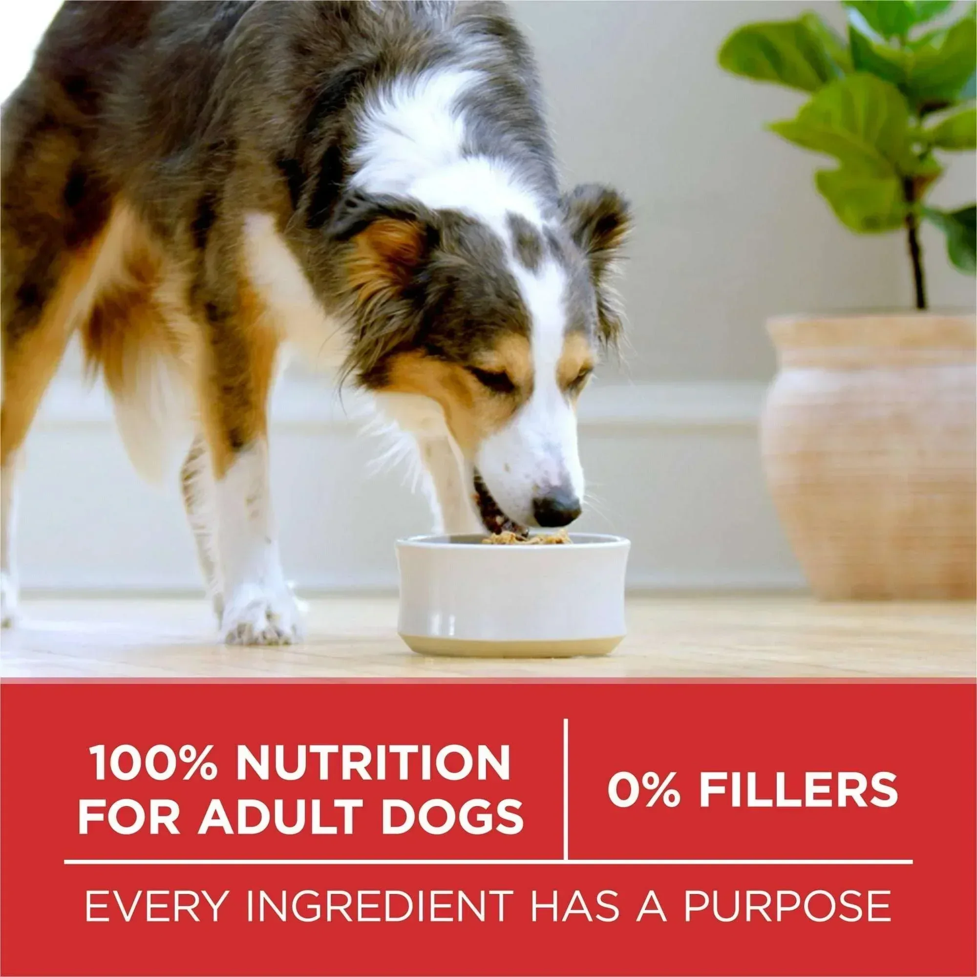 Purina One Dry Dog Food for Adult Dogs High Protein, Real Chicken & Rice - Image 15