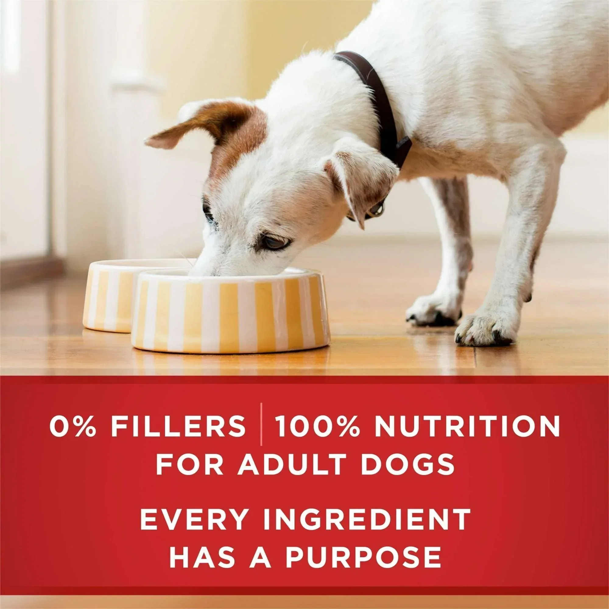 Purina ONE Smart Blend Wet Dog Food, High Protein Soft Chicken & Brown Rice, 13 oz Can - Image 6