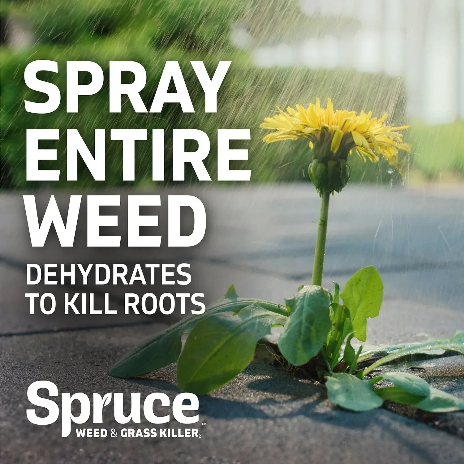 Spruce Weed & Grass Killer Kit, 1 Power Spray Starter Kit and 1 Refill, 64oz x 64oz - Image 9