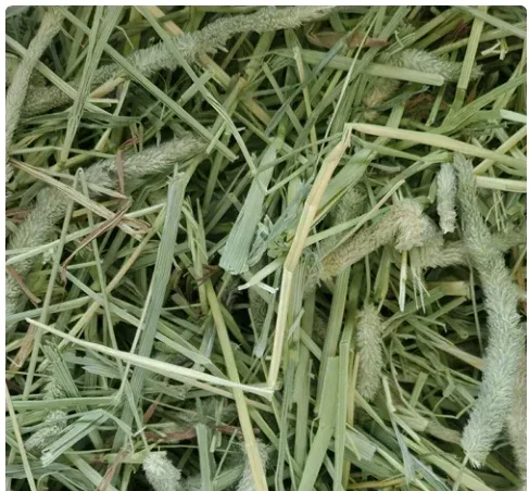 Standlee PremiYum Western Timothy Grass Hay Small Animal Food for Rabbits, Guinea Pigs, and Chinchillas, 9 lb. Box - Image 3