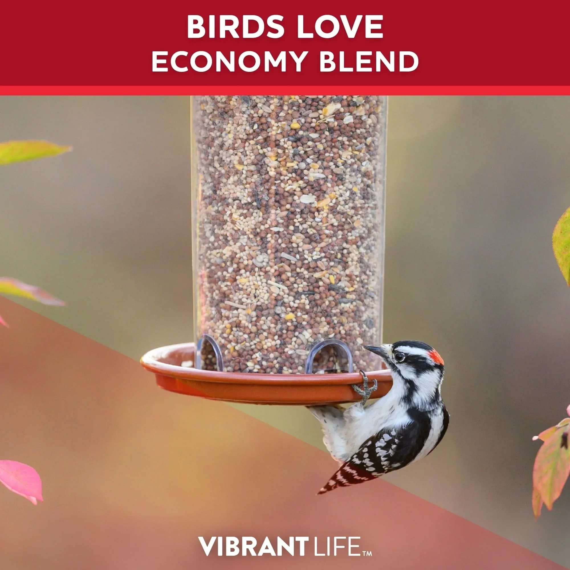 Vibrant Life Economy Blend Wild Bird Seed with Black Oil Sunflower, 20 lb. - Image 6