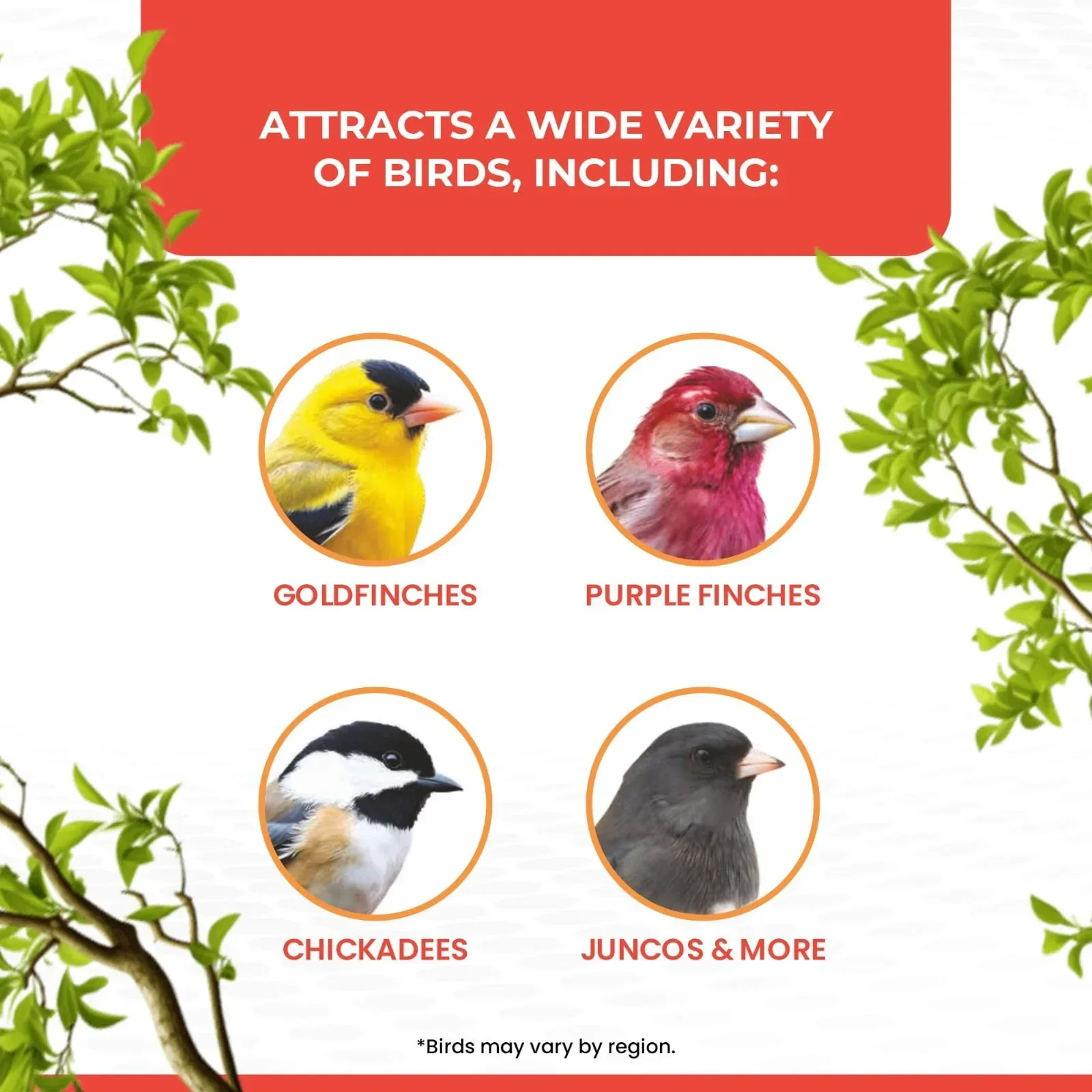 Vibrant Life Nyjer Thistle Seed Wild Bird Food for Finches, 10 lb Bag - Image 8