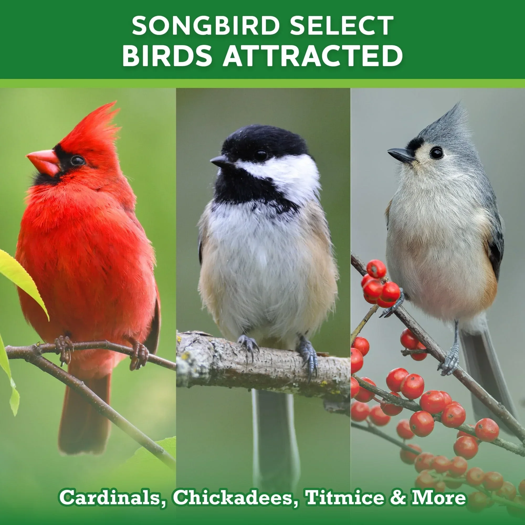 Vibrant Life Songbird Select Wild Bird Seed, 20 lb Bag - Image 4