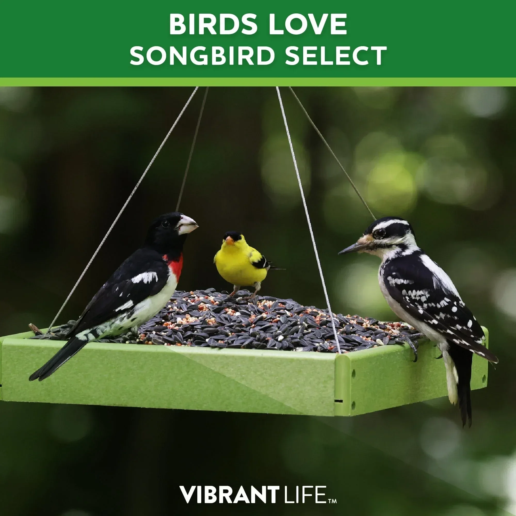 Vibrant Life Songbird Select Wild Bird Seed, 20 lb Bag - Image 6