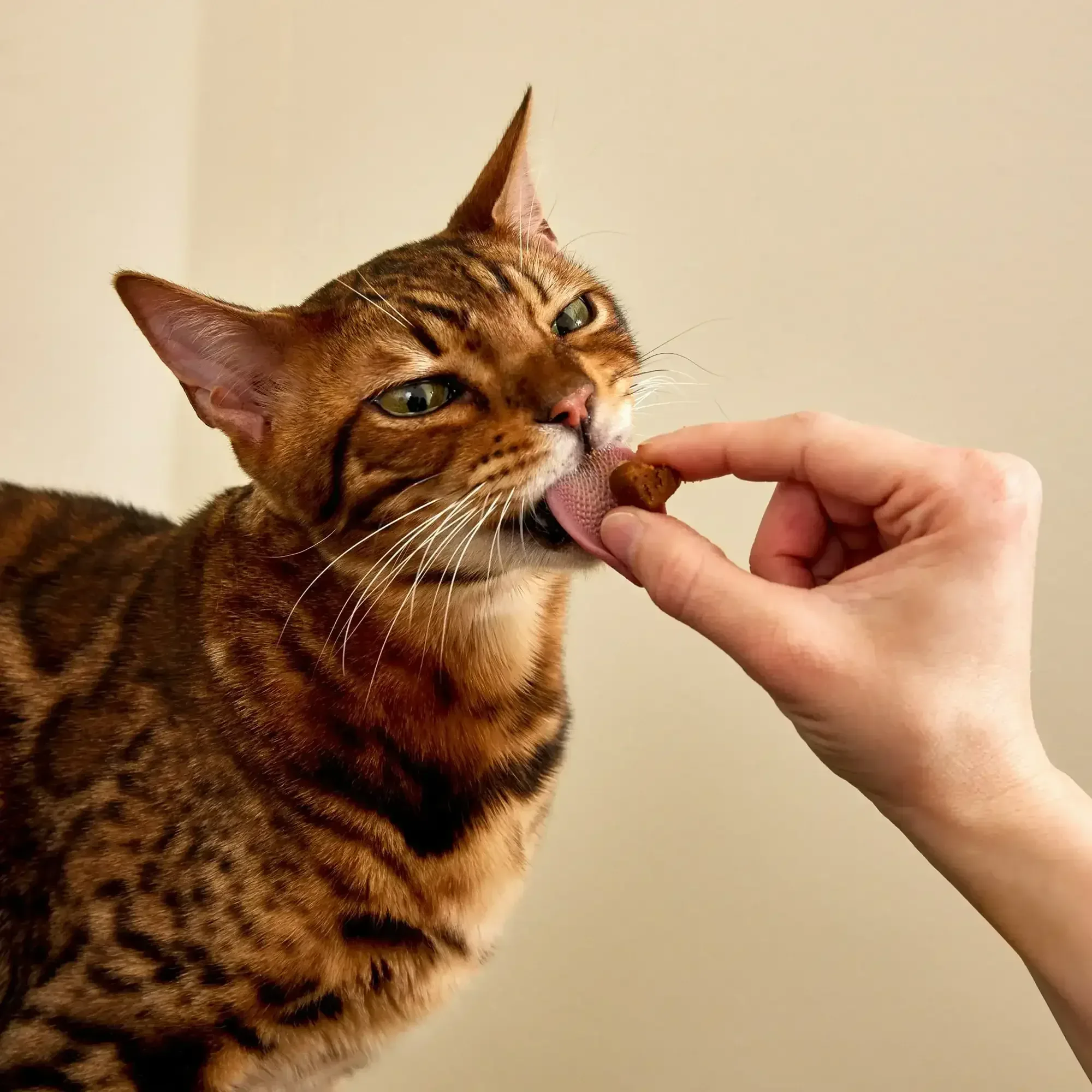 Zesty Paws Calming Bites for Cats, for Calmness, Composure & Relaxation, Bacon 30 ct - Image 10
