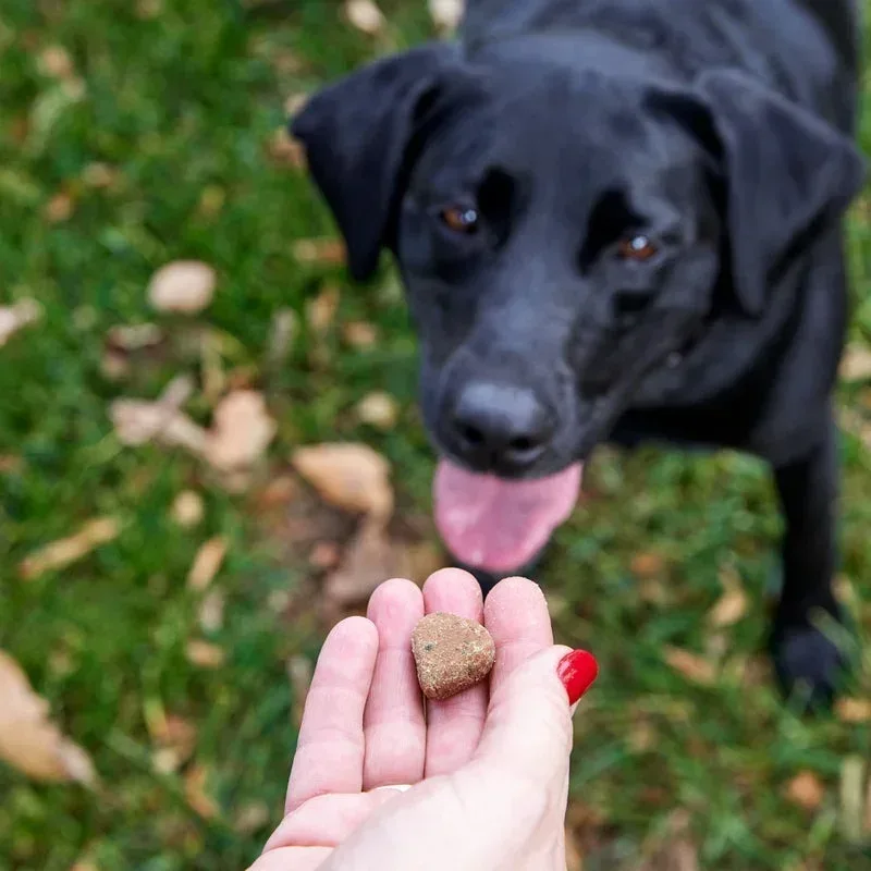 Zesty Paws Scoot Away Bites for Dogs, Digestive Support Functional Dog Supplement, Chicken Flavor, 90 Count Soft Chews - Image 10